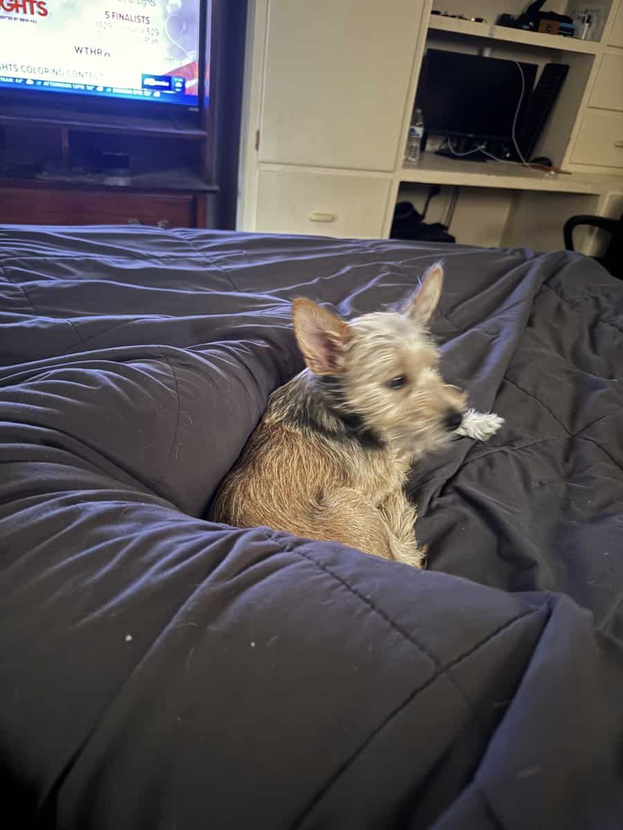 Chorkie male puppy image 3
