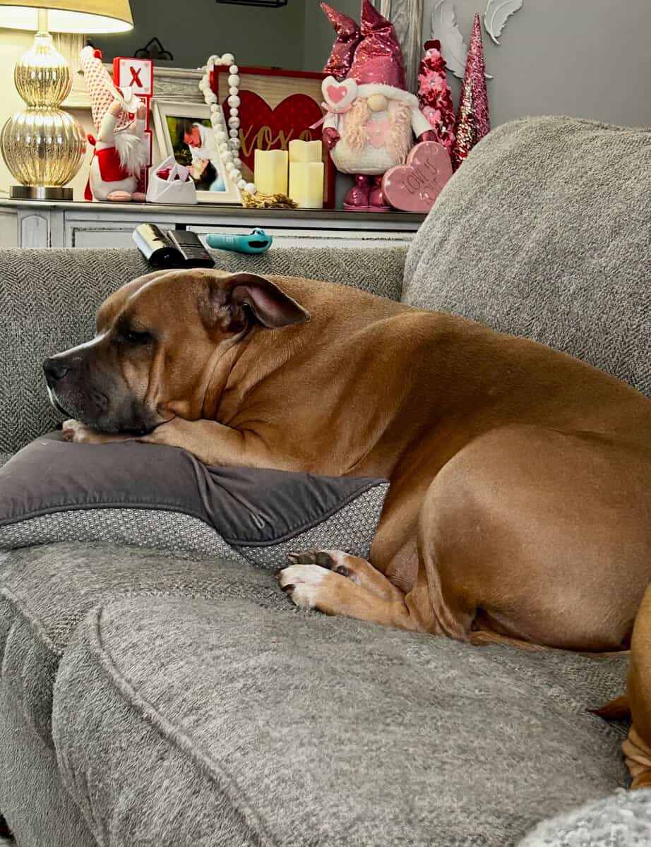 Rehoming 6 year old American Bully image 2