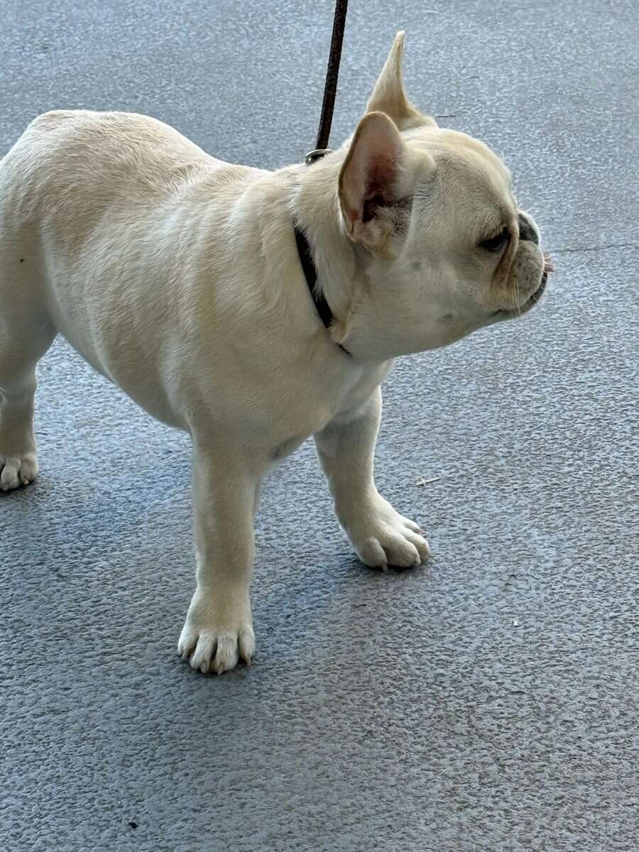 4 MONTHS FEMALE PUPPY FAWN FRENCH BULLDOG image 3