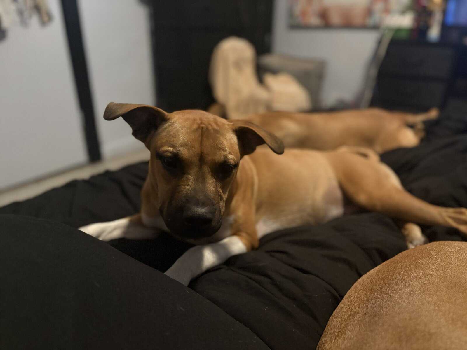 Rehome Male & Female Pup image 3