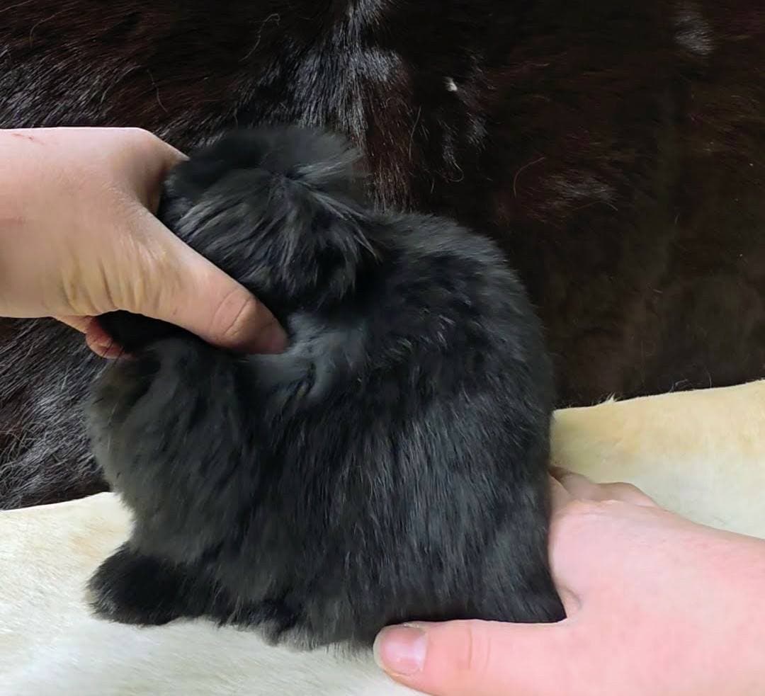 Quality Holland Lop rabbit for sale image 2