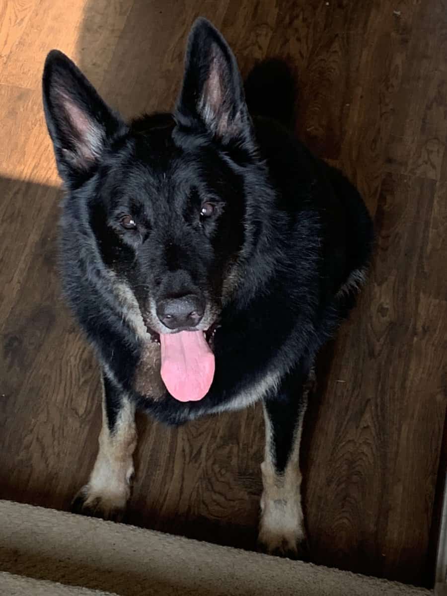 looking for home for my German Shepherd image 2