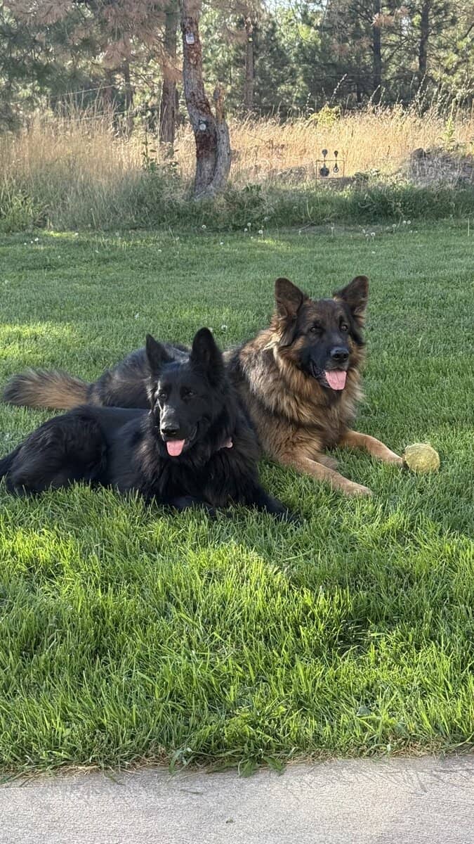 German Shepherds image 6