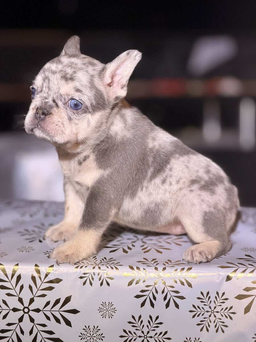 Oreo female image 2