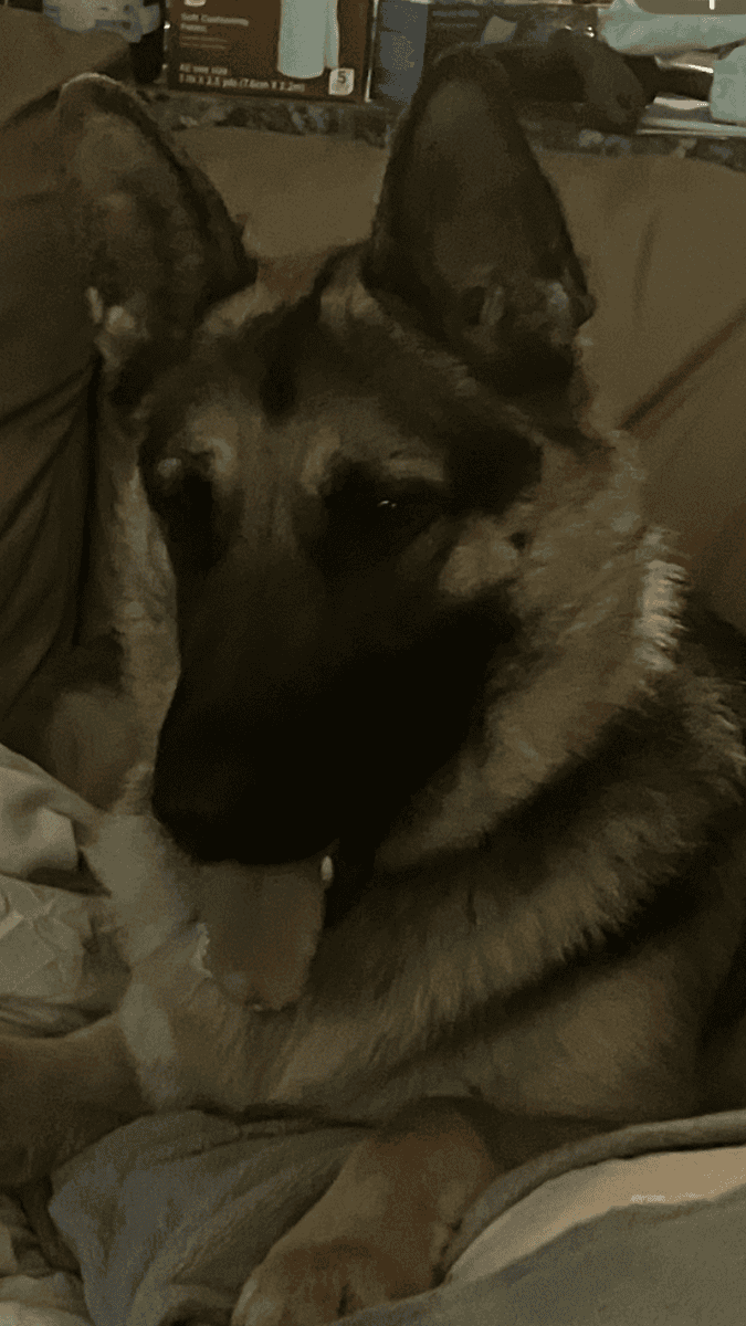 Sable German Sheperds image 8