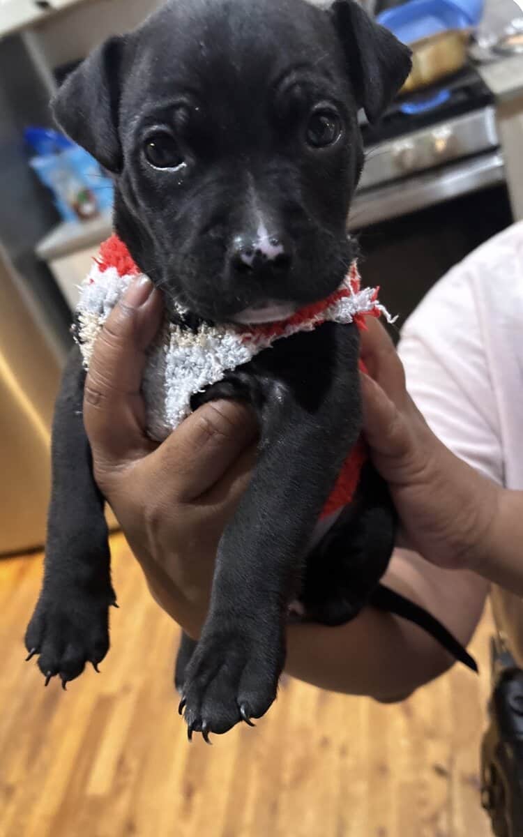 Pitbull image 3