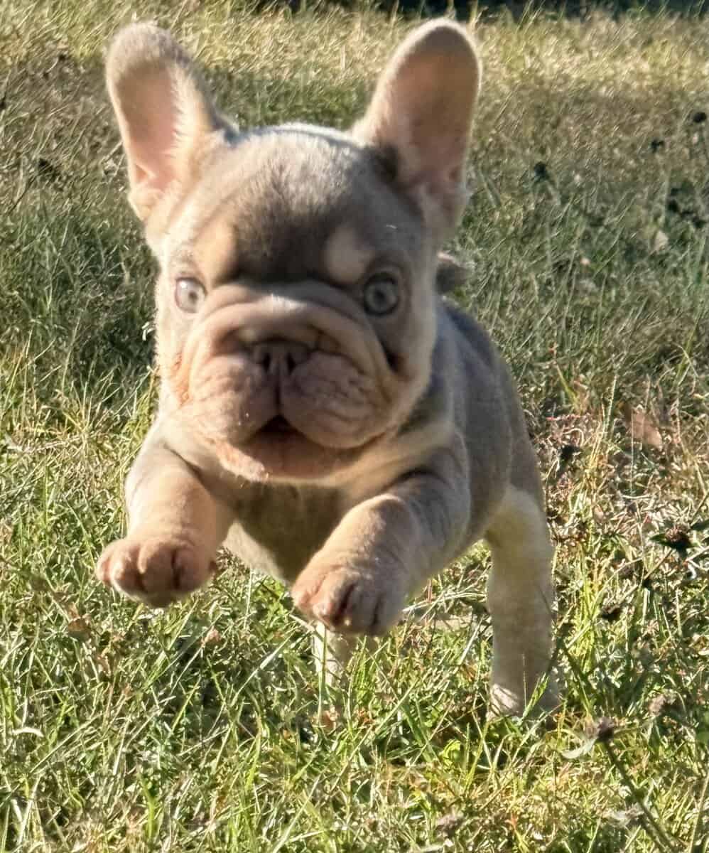 French Bulldog image 8