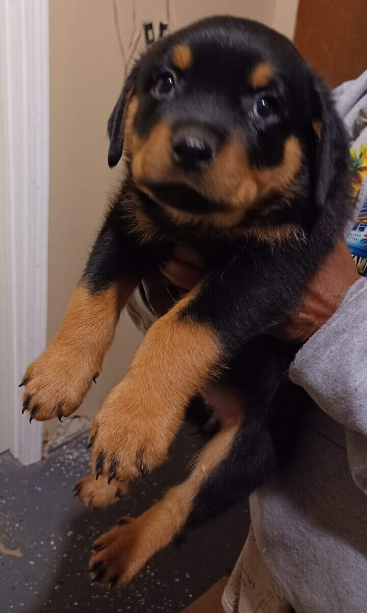 Rottie Pups For Sale image 16