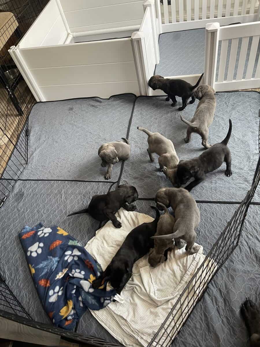 Cane Corso (started on basic commands) image 1