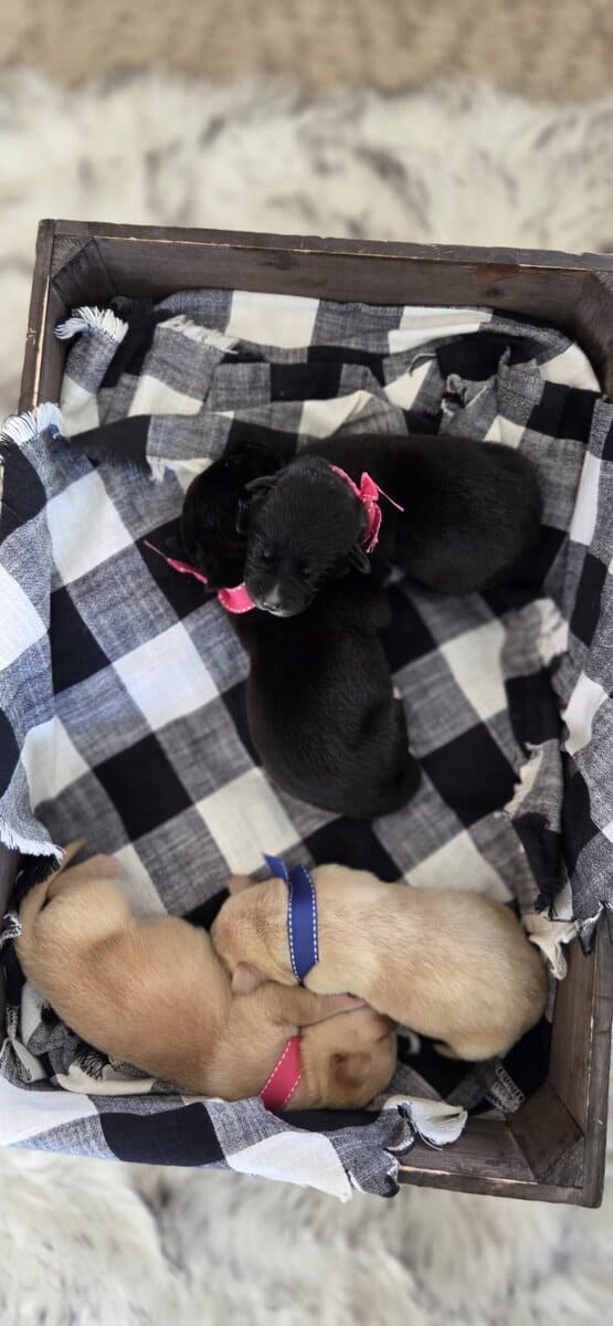 Labrador Retriever/Border Collie Puppies For Sale image 12