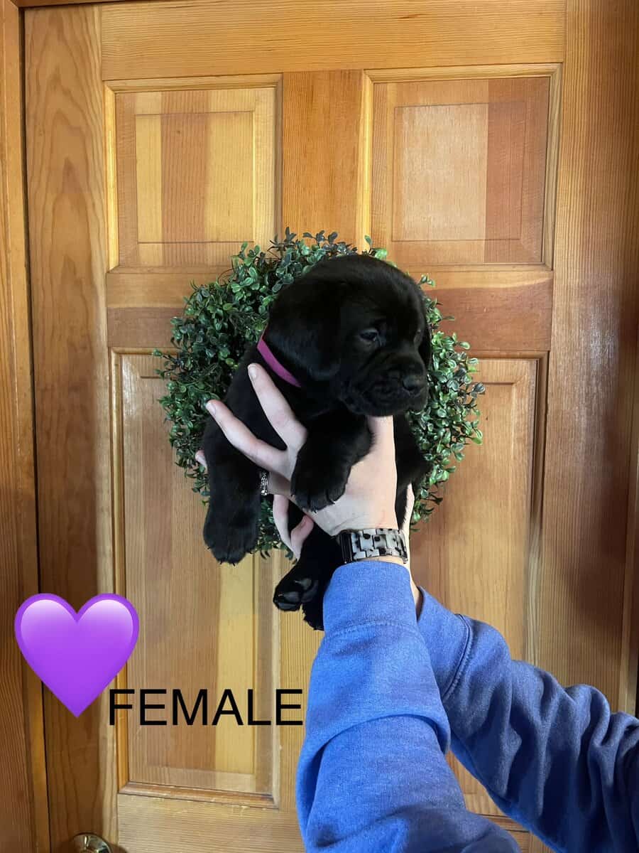 AKC labrador retriever image 2