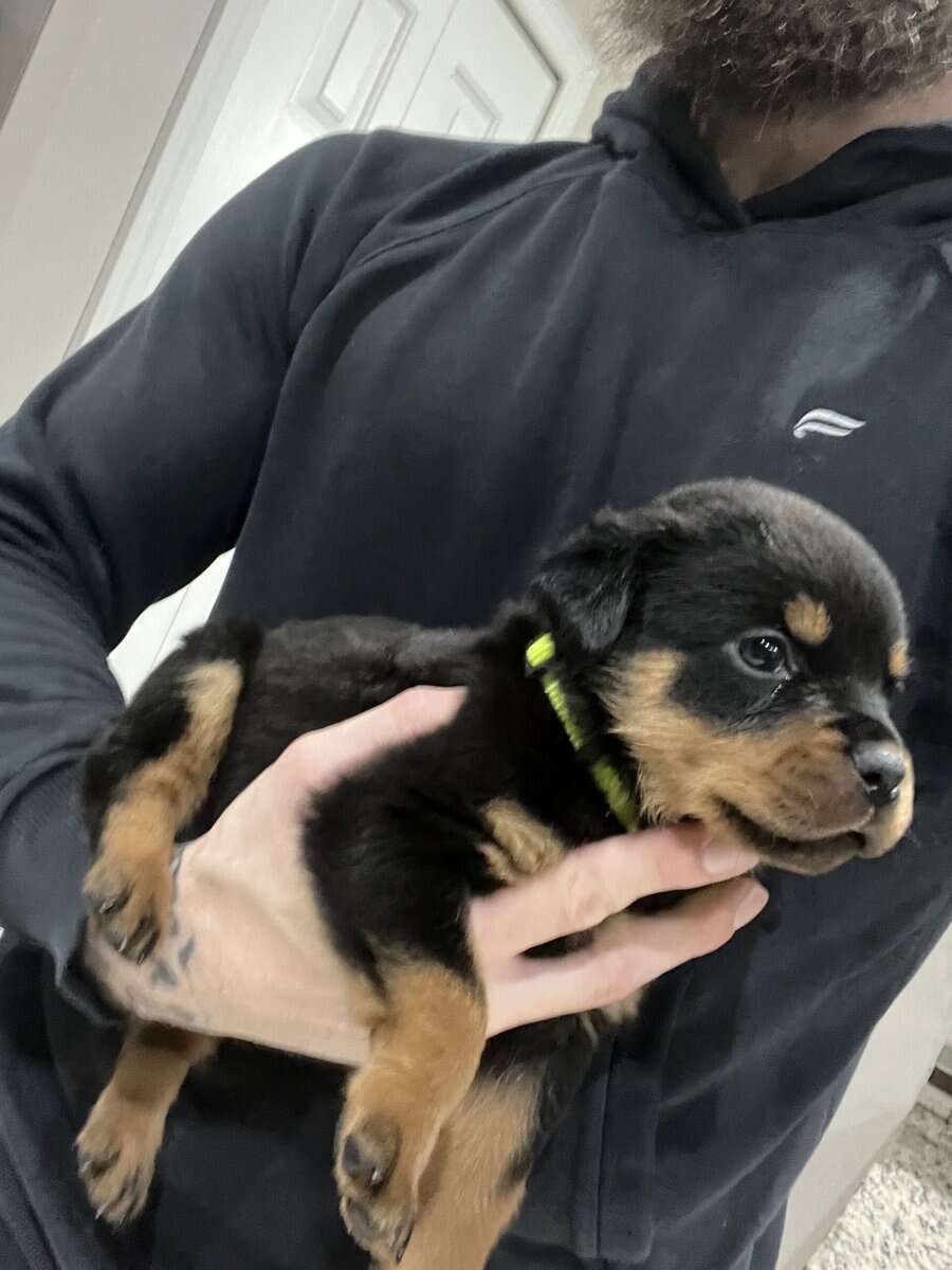 Lime Green Collar Rottweiler image 4