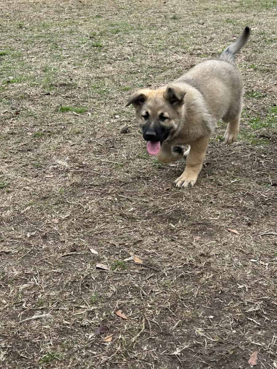 German Shepherd Puppies image 12