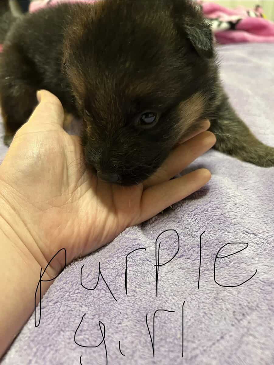 German Shepherd puppies image 5