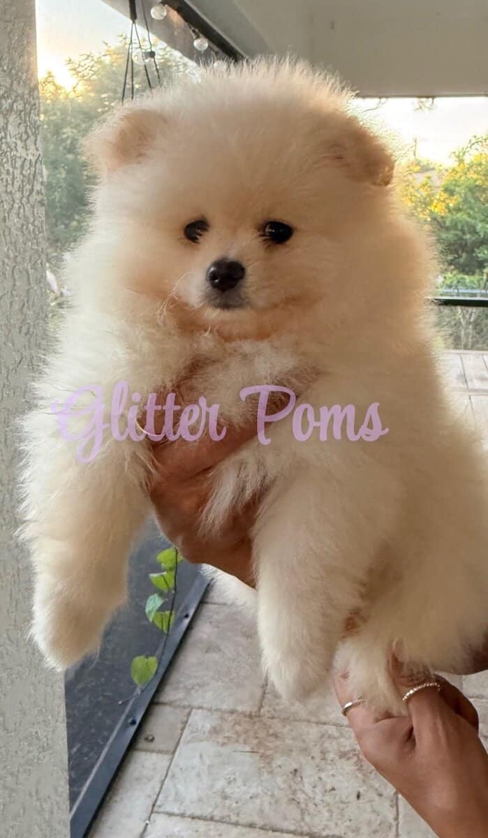 Pomeranian puppies ready for a forever home image 2