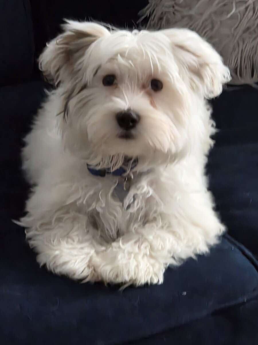 Morkie pup image 1