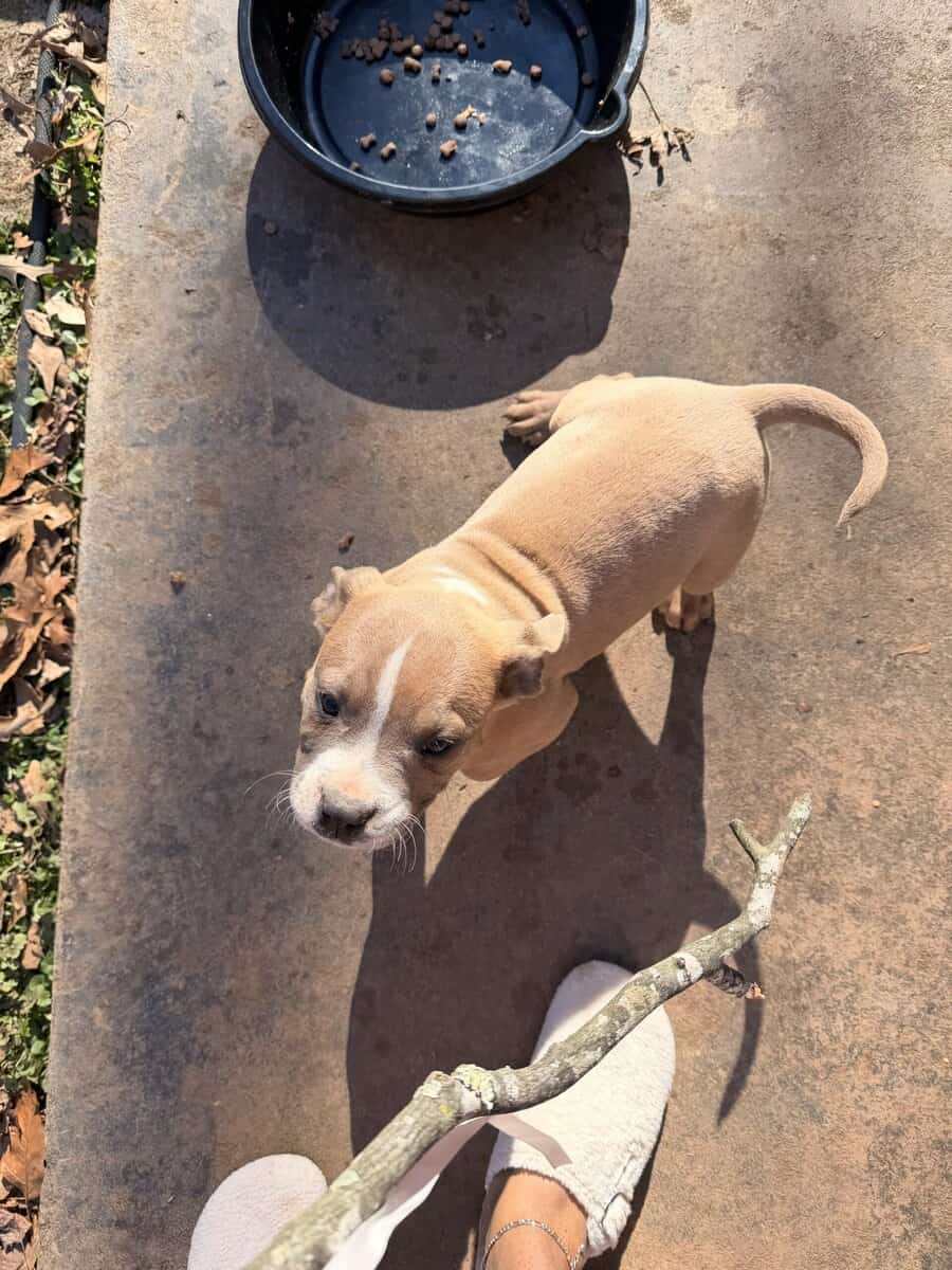 7 2 month old pups image 1