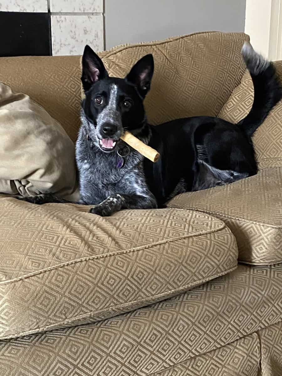 Border Collie - Blue Heeler Female Needs Home image 4