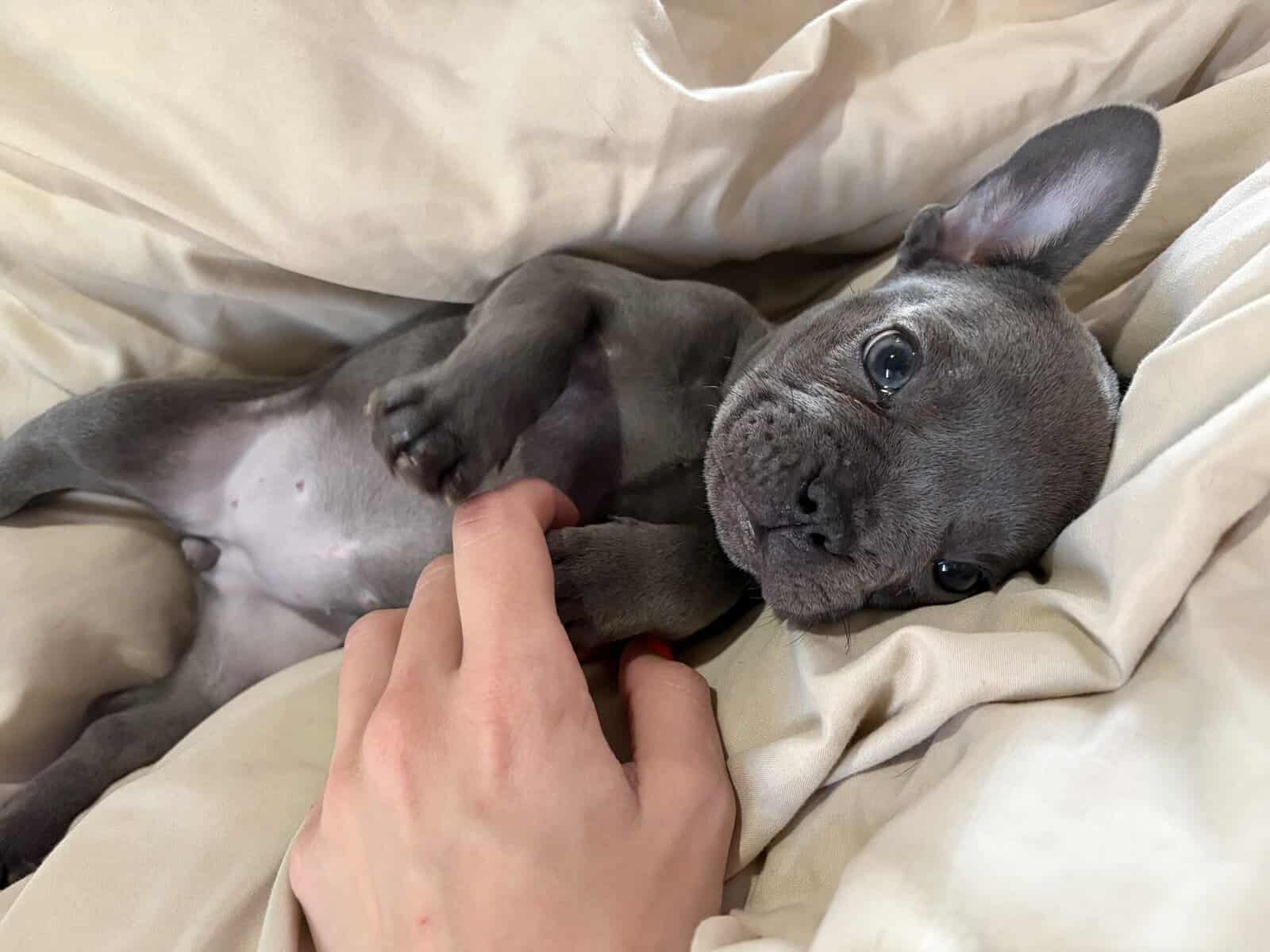 French Bulldog Puppy image 2
