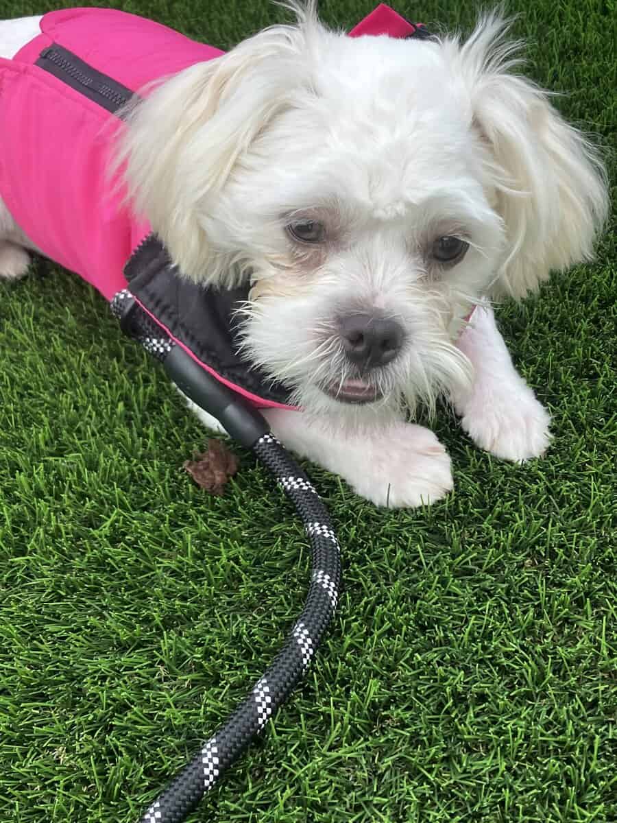 Maltese + Shih Tzu- 5 month old puppy image 2