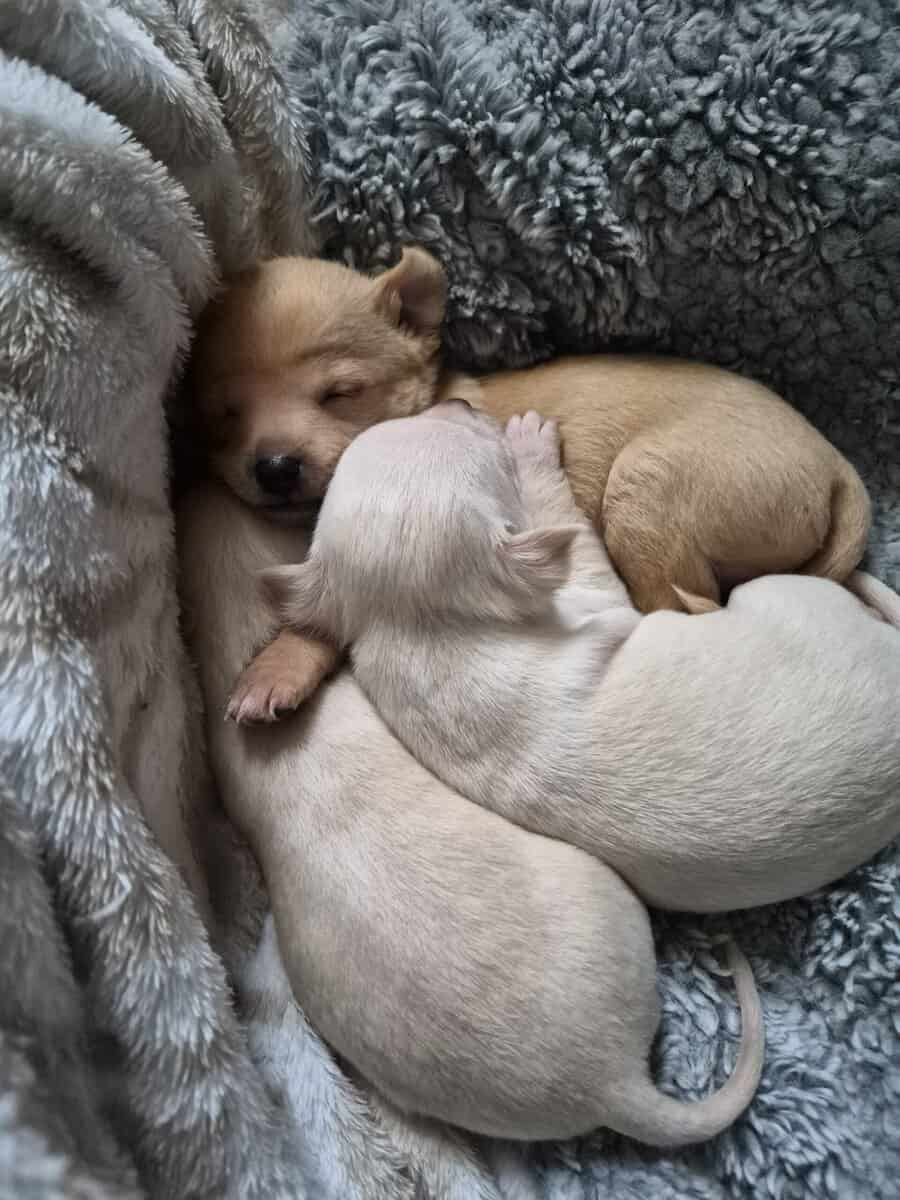 Chihuahua puppies image 2