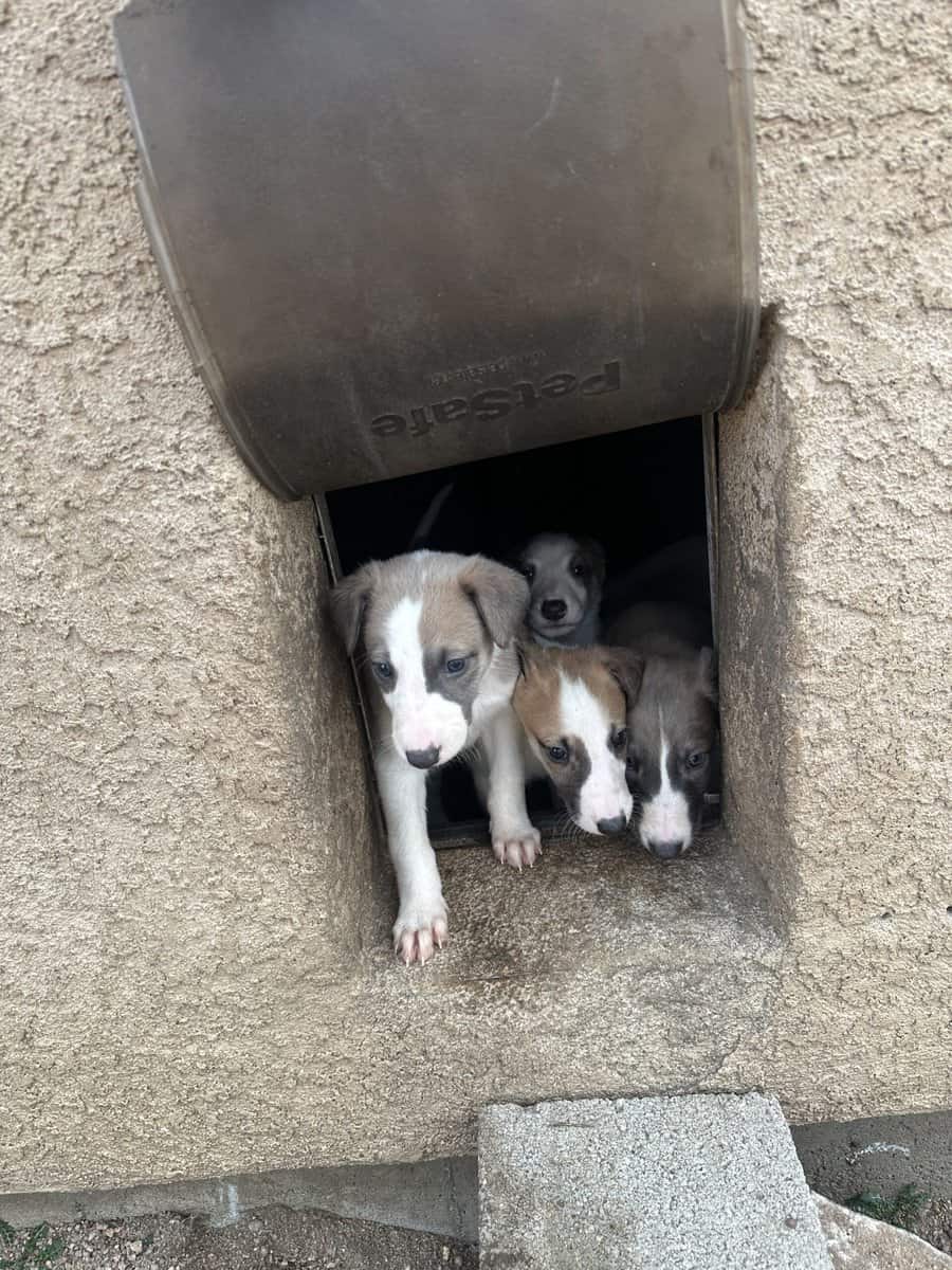 Borzoi-Greyhound Puppies image 4