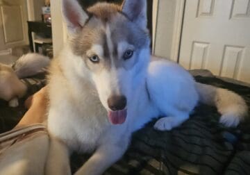 Siberian husky young