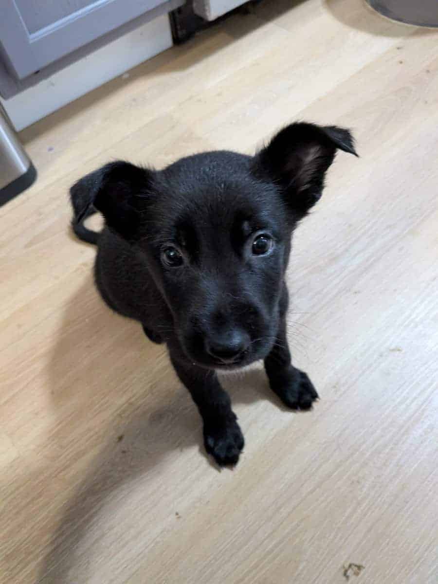Black shepherd pups image 2