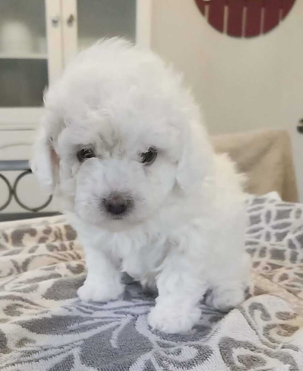 Pomapoo and Maltipoo image 4