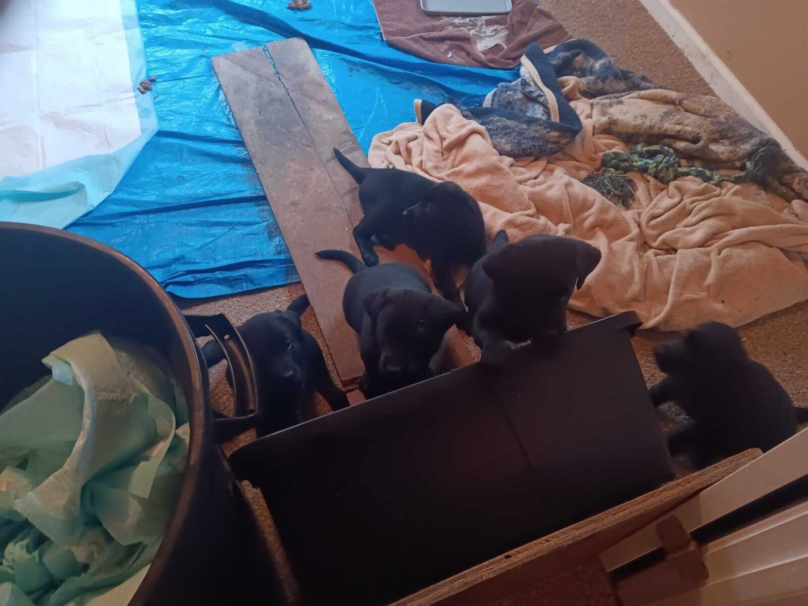 Lab puppies image 1