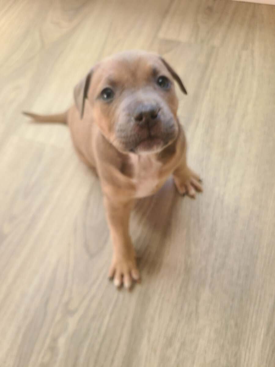 Three mix puppies for Sale image 5