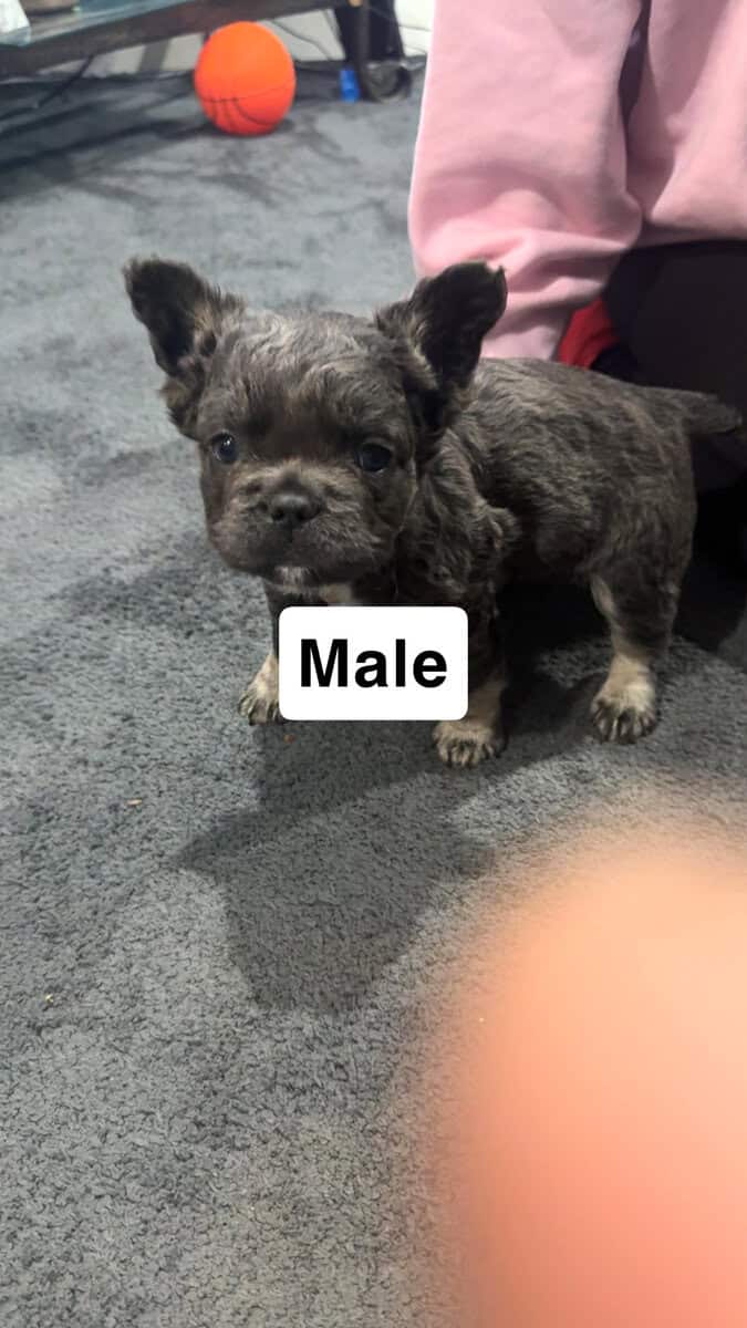 Lilac/fluffy French bulldog image 1