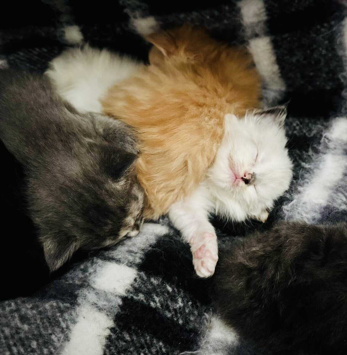 Furever Love image 16