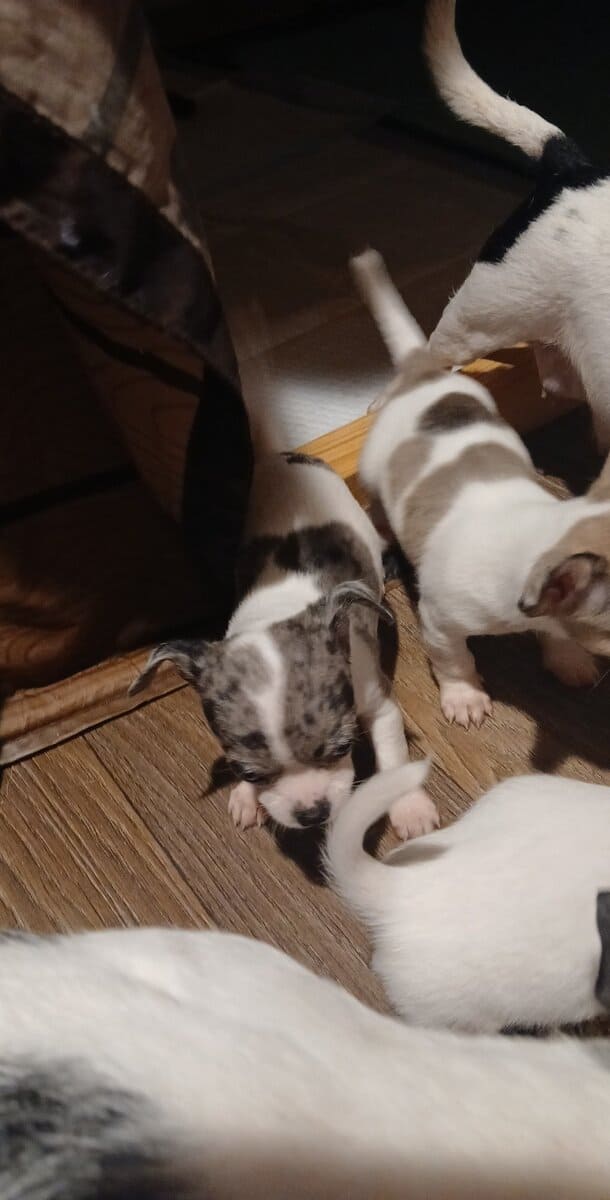 Stunning different colors merle piebald male chihu image 19
