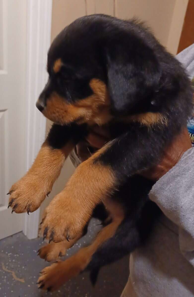 Rottie Pups For Sale image 17
