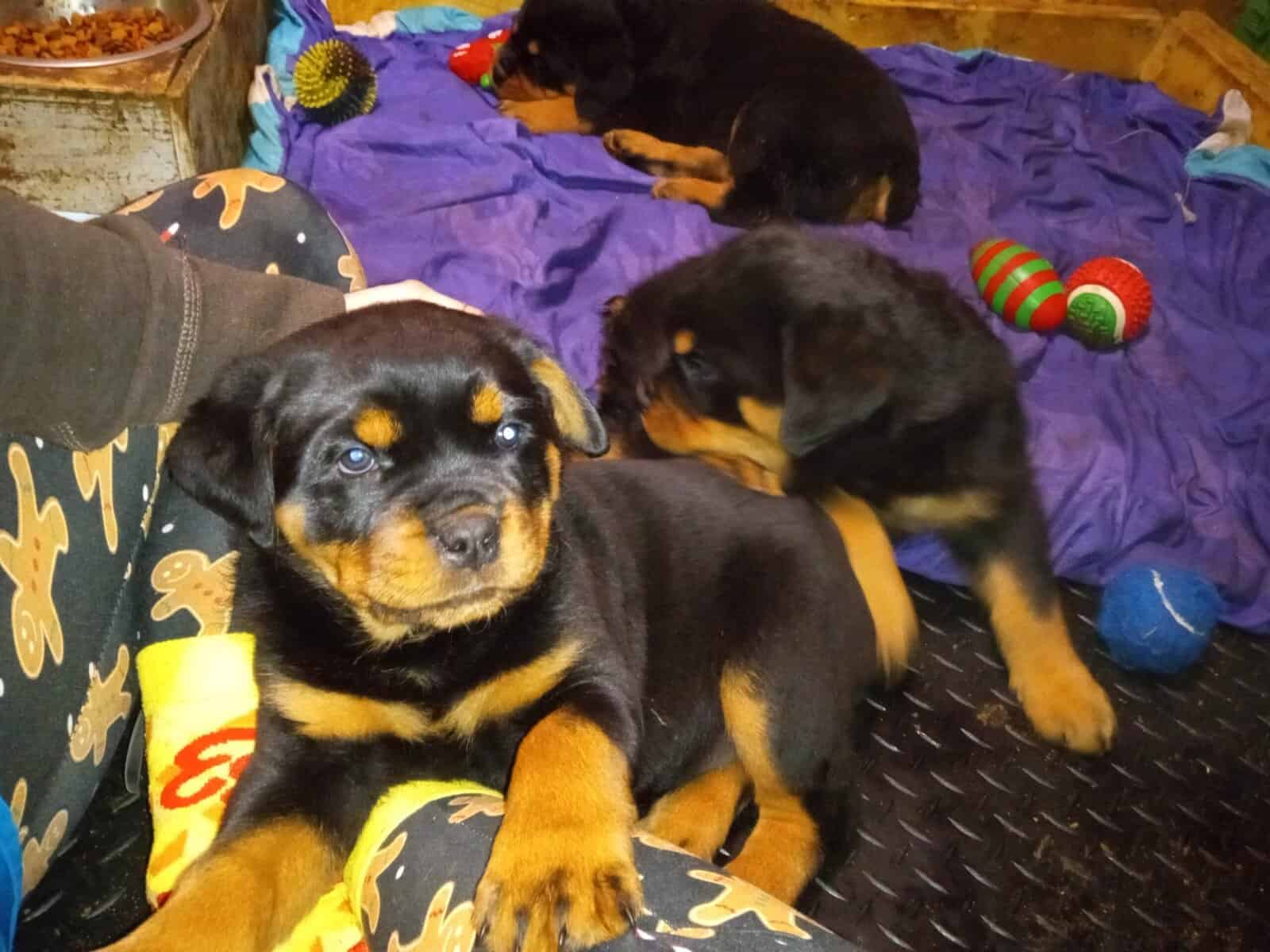 Rottweiler puppies AKC image 4