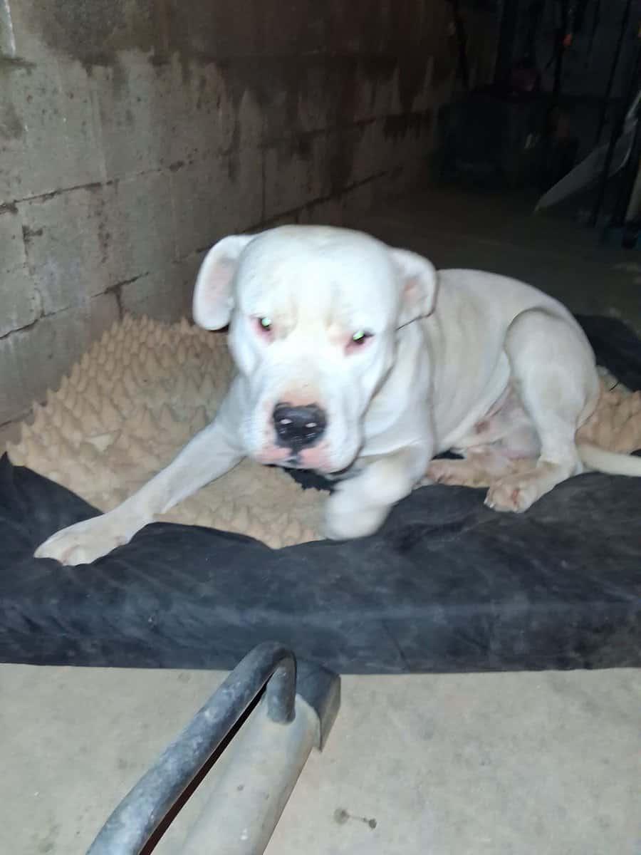 Free Dog image 2