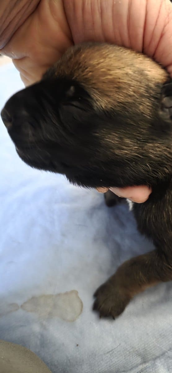 Your Trusted Malinois Breeders image 8