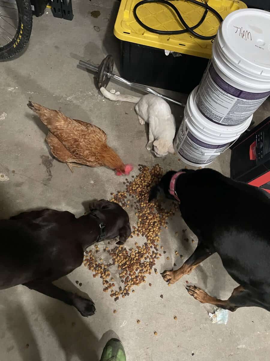 Lab mix Germán shorthaired pointer image 3