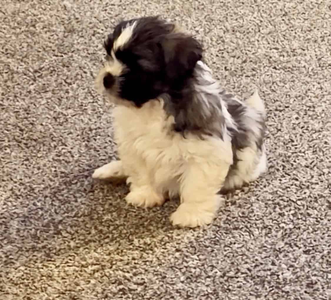 Adorable Teddy Bear Puppies image 4
