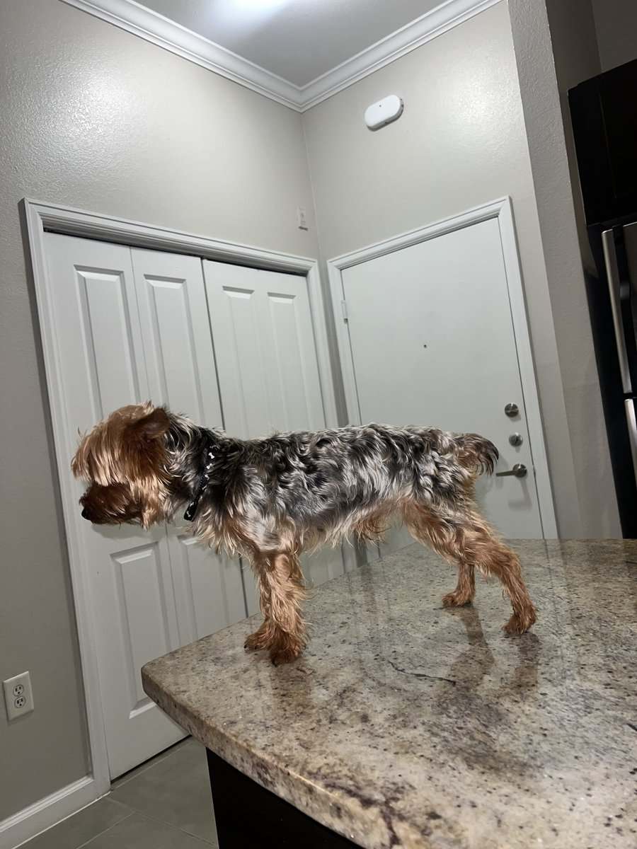 MALE YORKIE 1 Yrs Old image 2