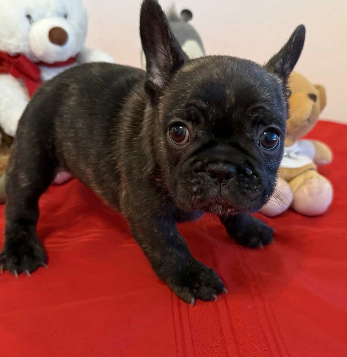 Female puppy French Bulldog reverse brindle image 4