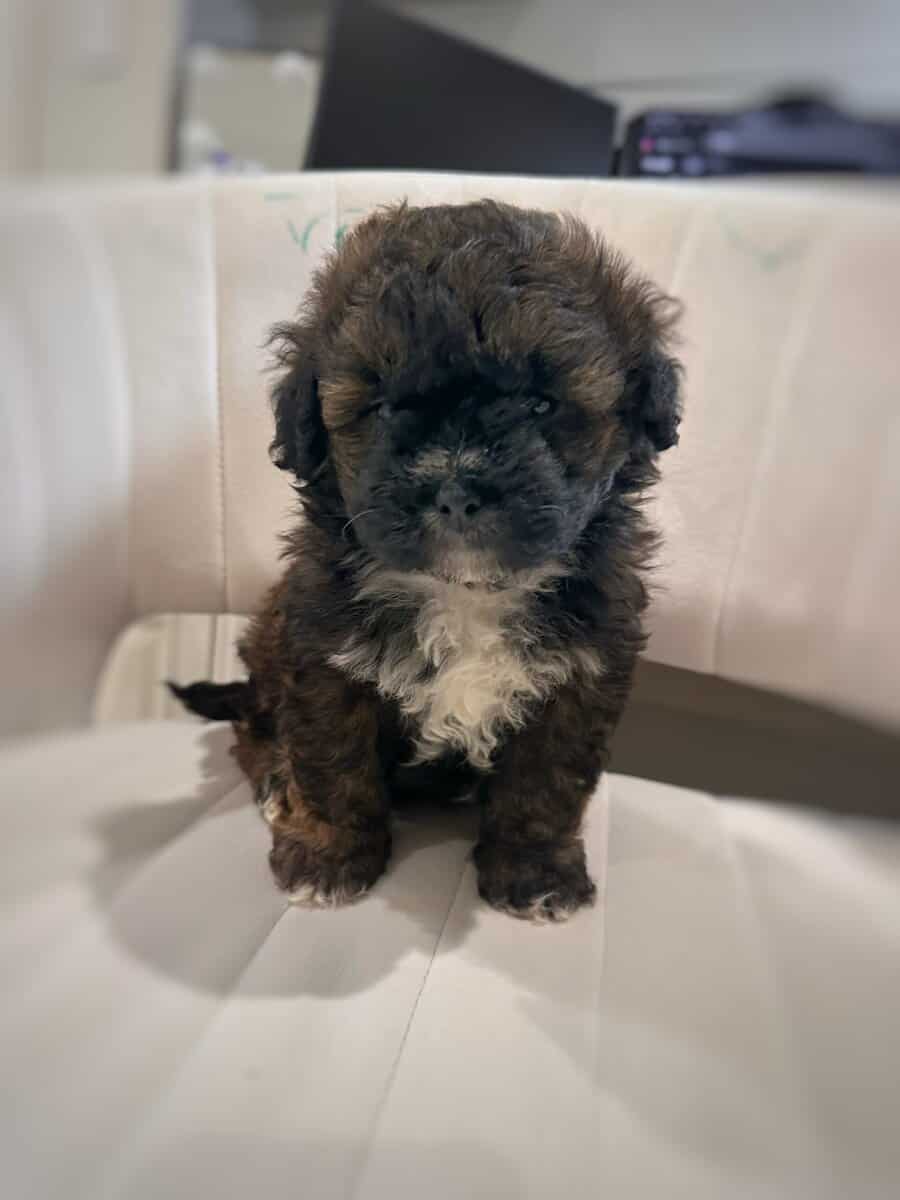 Tri-Colored 8 Week Old Shih-Poo Puppy image 6