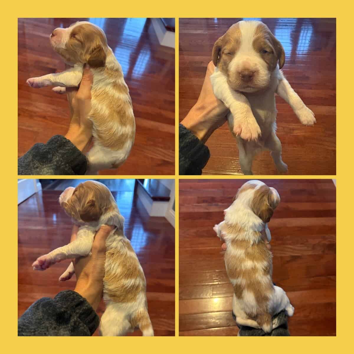 Brittany Pups image 4