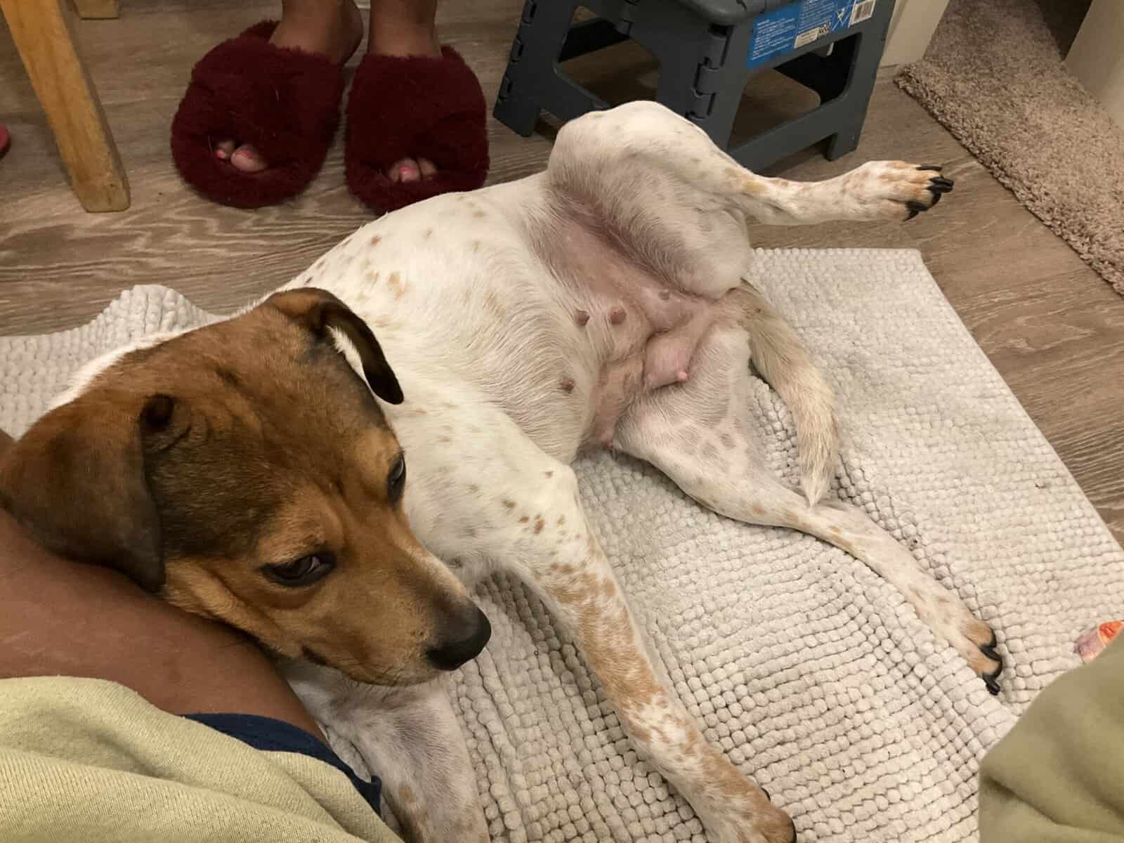 2 year old Red Heeler Babygirl image 2
