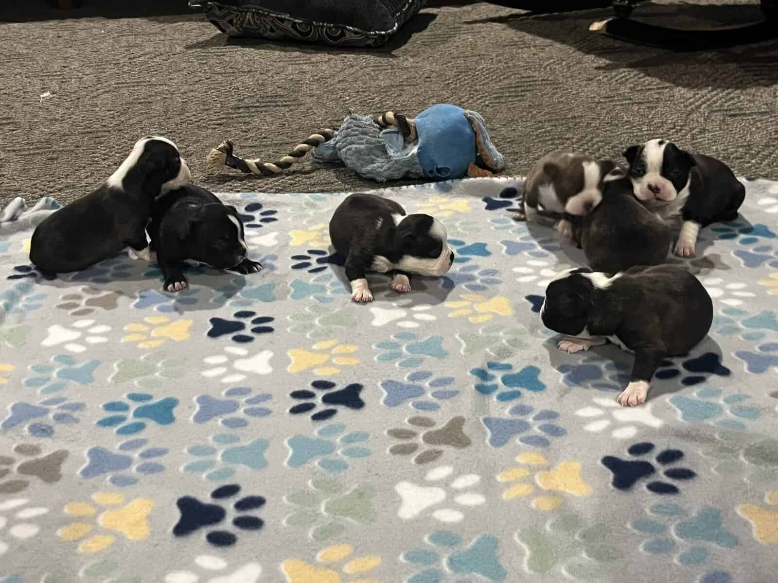 Boston terrier puppies image 1
