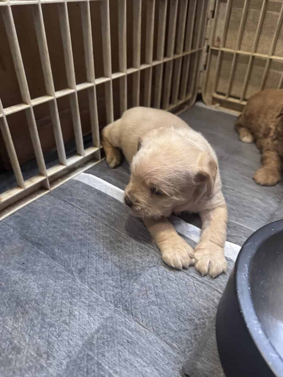 French bulldog/shihtzu/chihuahua mix puppies image 6
