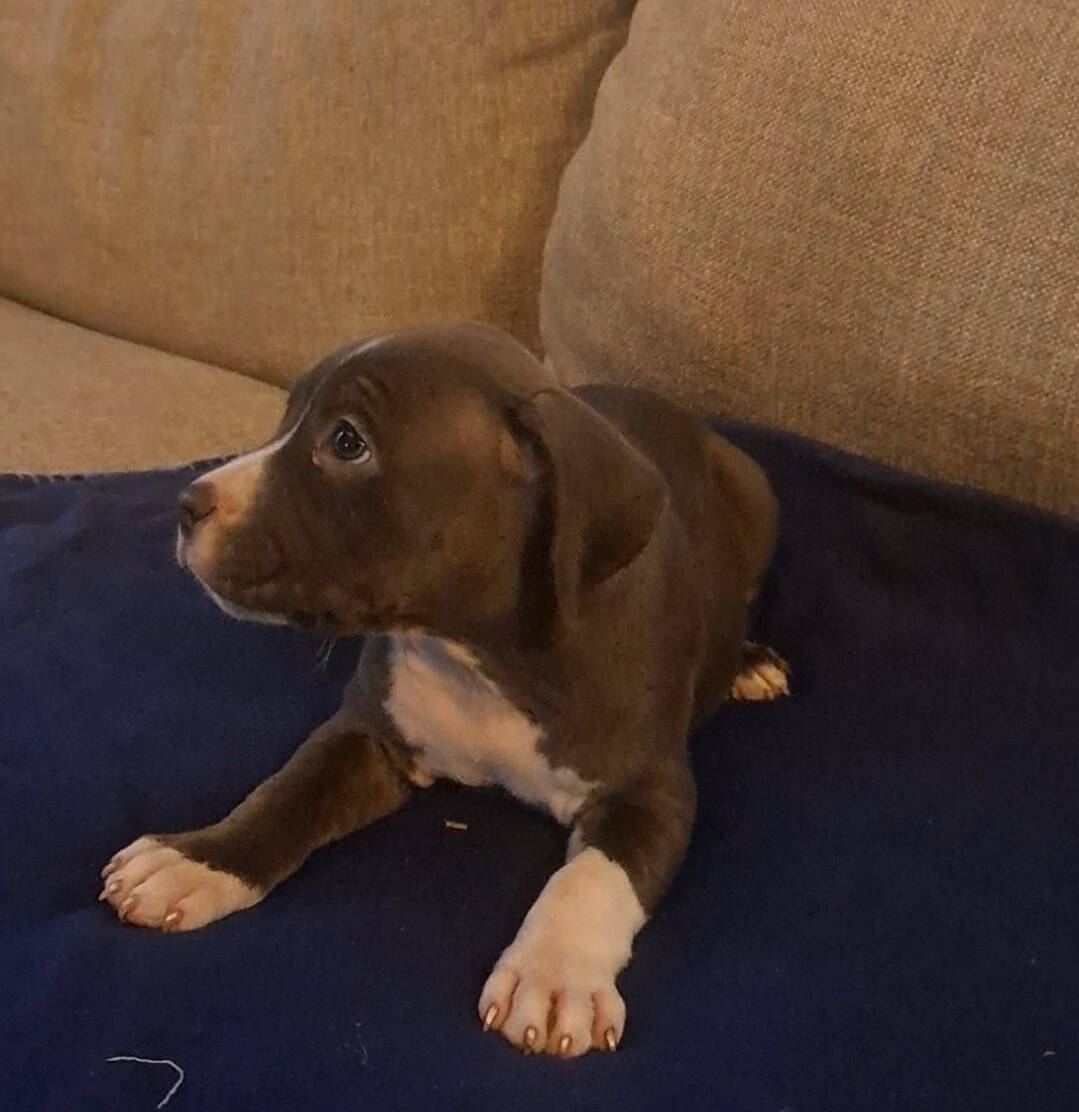 BRAND NEW AMERICAN BULLYS AVAILABLE image 13