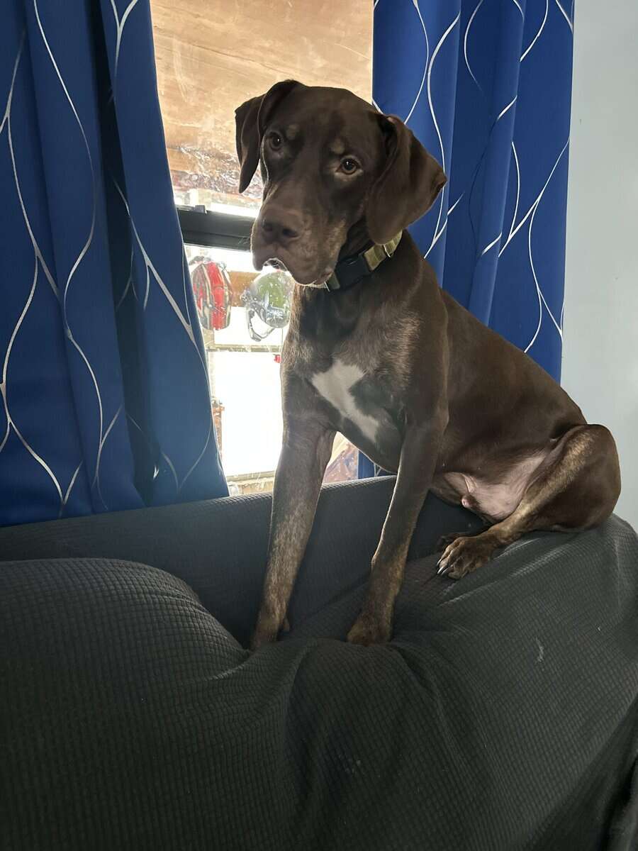 Looking for a new home for my dog image 5
