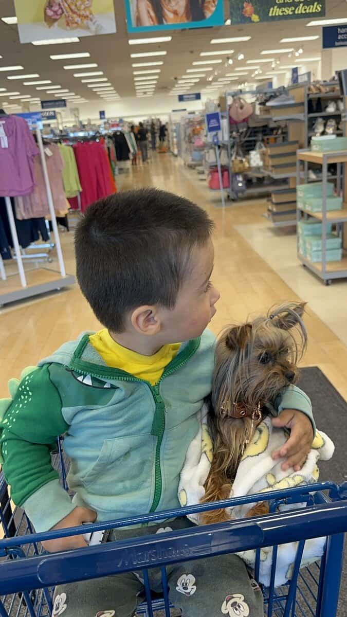 Male yorkie in need of new home image 2